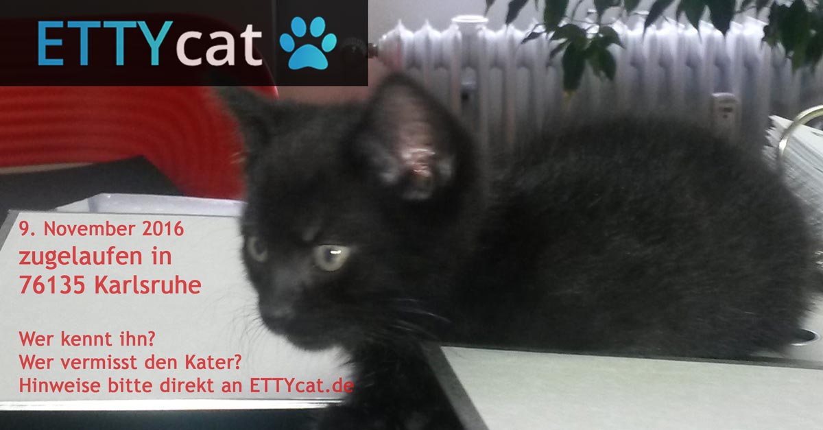 76135_Kater_F1_ettycat