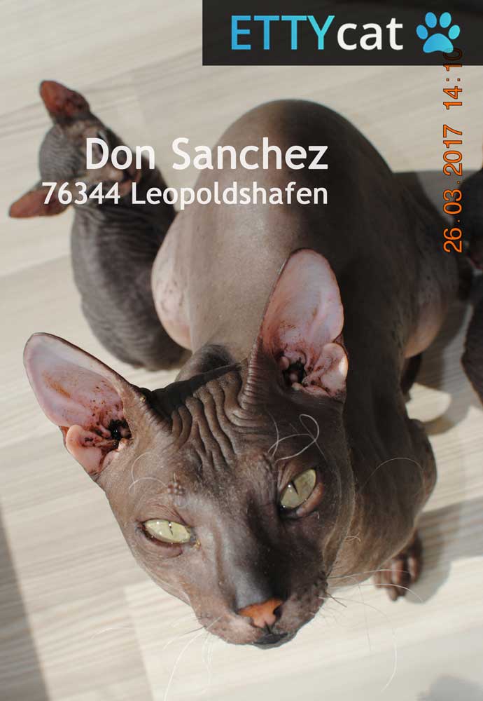 76344DonSanchez_ETTYcat