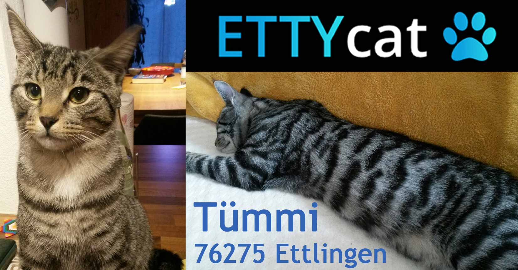 76275Tuemmi_ETTYcat_fb